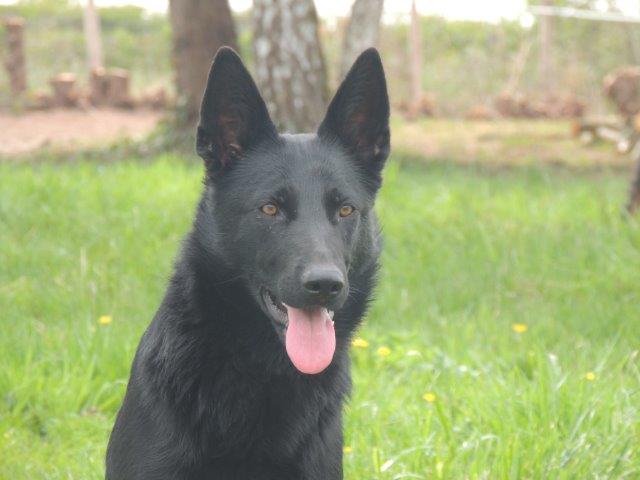 Irka dite irish des loups du Berry